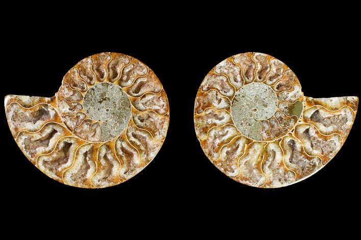 Agatized Ammonite Fossil - Crystal Filled Chambers #145903